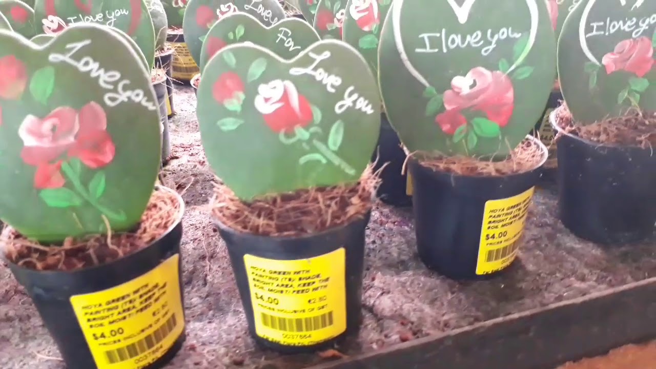 Far East Flora & Candy Flora Plant Nursery