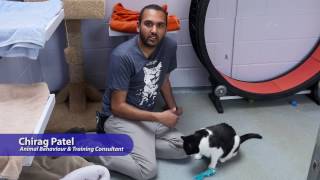 Tip Tuesday: Cats jumping on surfaces