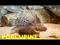 Porcupine #animals #porcupine