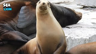 Sea Lions Sleeping And Enjoying The Relaxation Mode