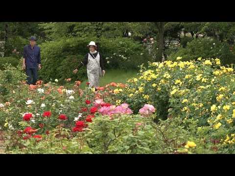 Approximately 12,000 rose bushes of 450 varieties, including the