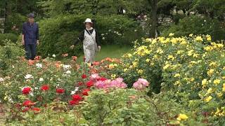 バラ苗　イエロー✖コーラルピンク　ロソマネー♡♡ノン2026.3.25更新 Approximately 12,000 rose bushes of 450 varieties, including the