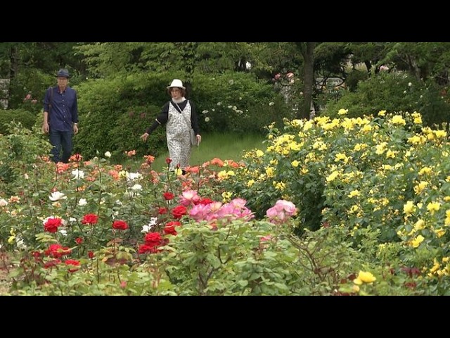 Approximately 12,000 rose bushes of 450 varieties, including the