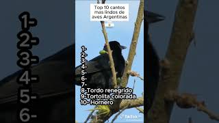 top 10 cantos de pájaros de argentina lindos parte 2