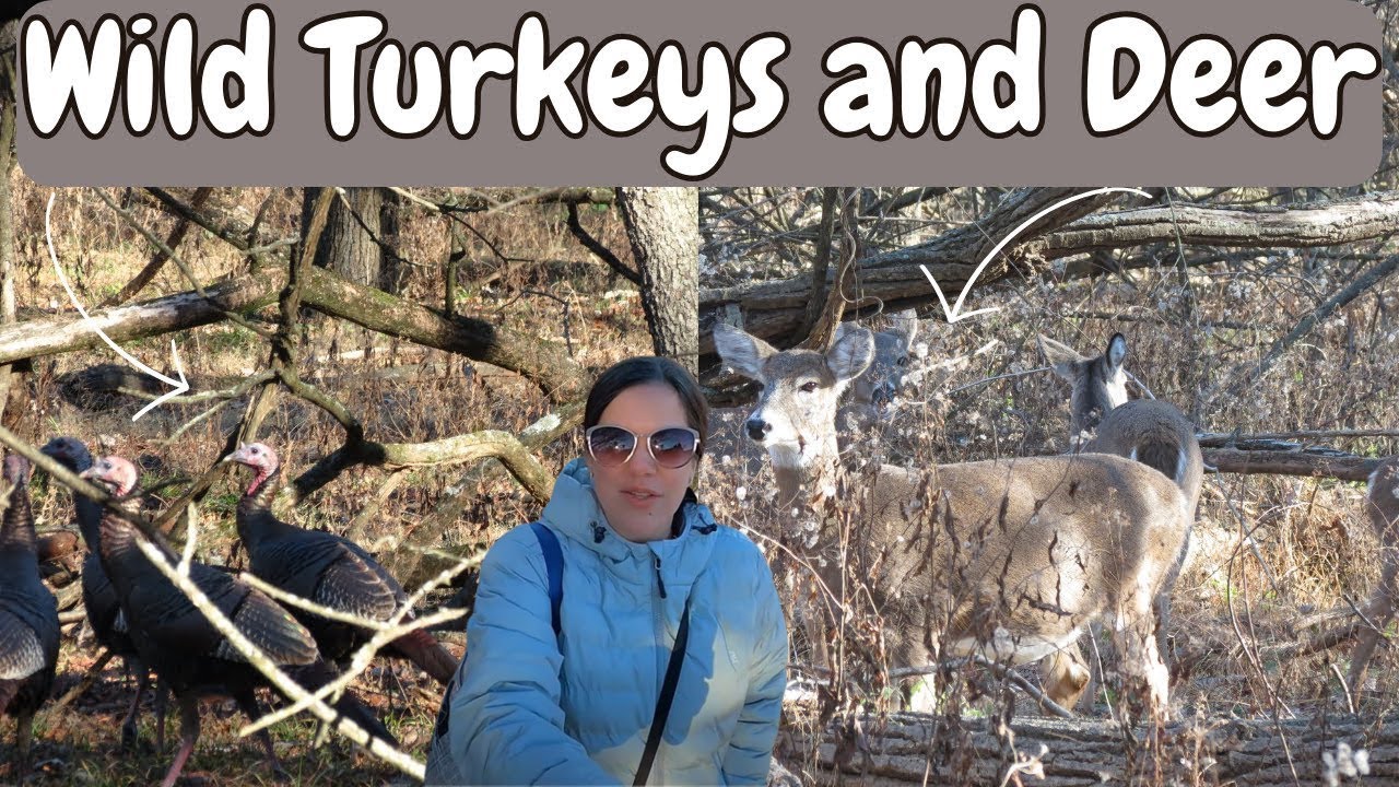 Palmyra Cove: Wild Turkeys and Deer in an Urban Oasis