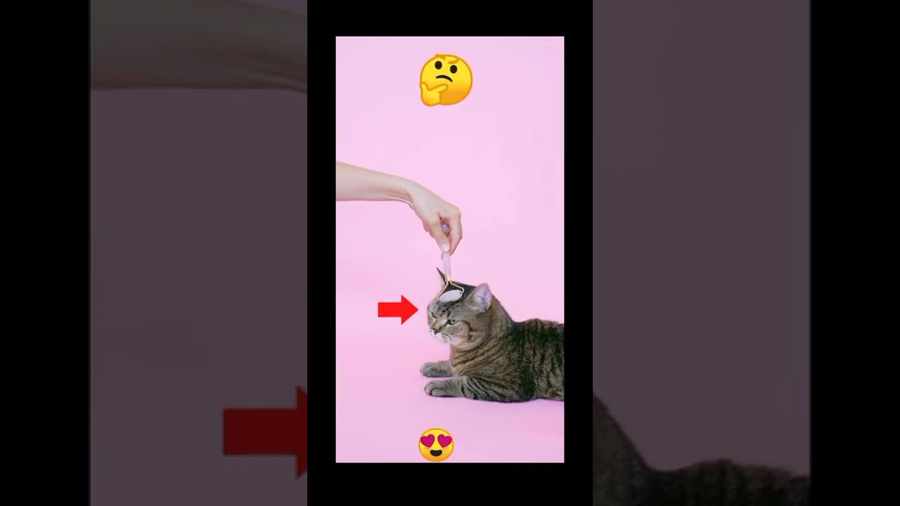 #TikTok funny video Camel🐪, tik tok chimpanzee facts🦍, funny cat🐈, # ...