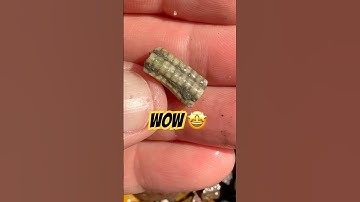 Fossil Hunter’s “Sea lily,”Stem Surprise⁉️ #fossilhunting#beachfinds#crinoid