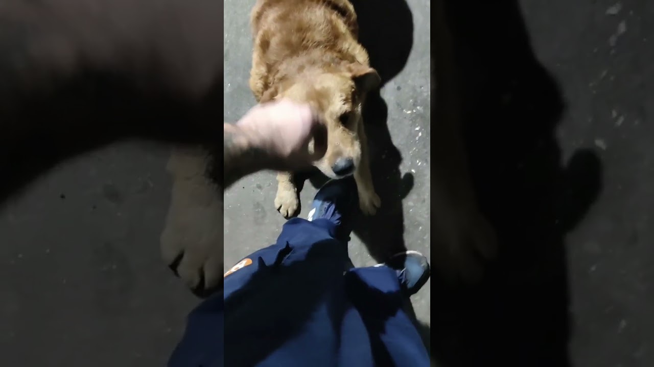 Искали всем заводом #life #work #serbia