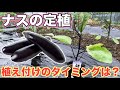 【ナスの植え付け】植え付け時期は苗の◯◯で判断しよう！初心者でも簡単に植え付けできます！