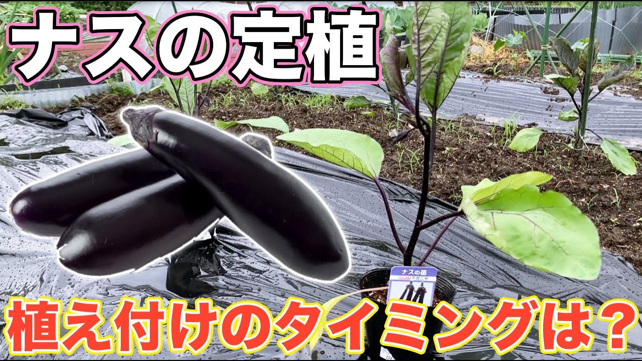 Planting eggplants] Determine the planting time by the ◯◯ of the