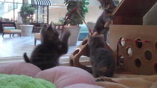 Kitten Season Is Here!
