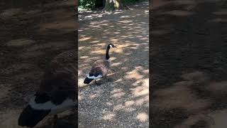 ASMR Walk in the Forest with Ducks 🦆