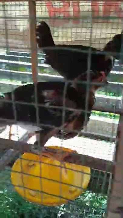 AYAM TAK BERBULU