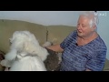 Nanaimo kennel club  old english sheepdog