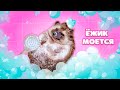 МОЮ ЁЖИКА БРУНО с ЩЕТКОЙ  | Купаем Ёжика - SPA for hedgehog