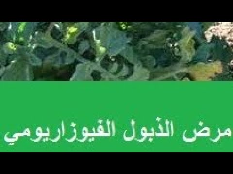 الذبول الفيوزارمي على العائلة الباذنجانية
