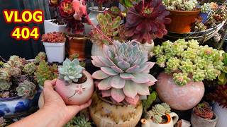 Succulent Rays Of Sunshine | VLOG #404 - Growing Succulents with LizK