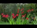 Flower spirit healing music by harry becker music by omaja  leontine hartzell  charlie braun