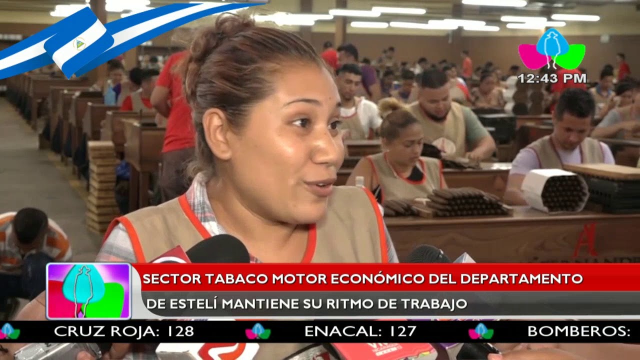 Sector tabaco, motor económico del departamento de Estelí mantiene su ritmo de trabajo