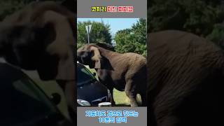 코끼리 미친 피지컬 #short #코끼리 #쇼츠