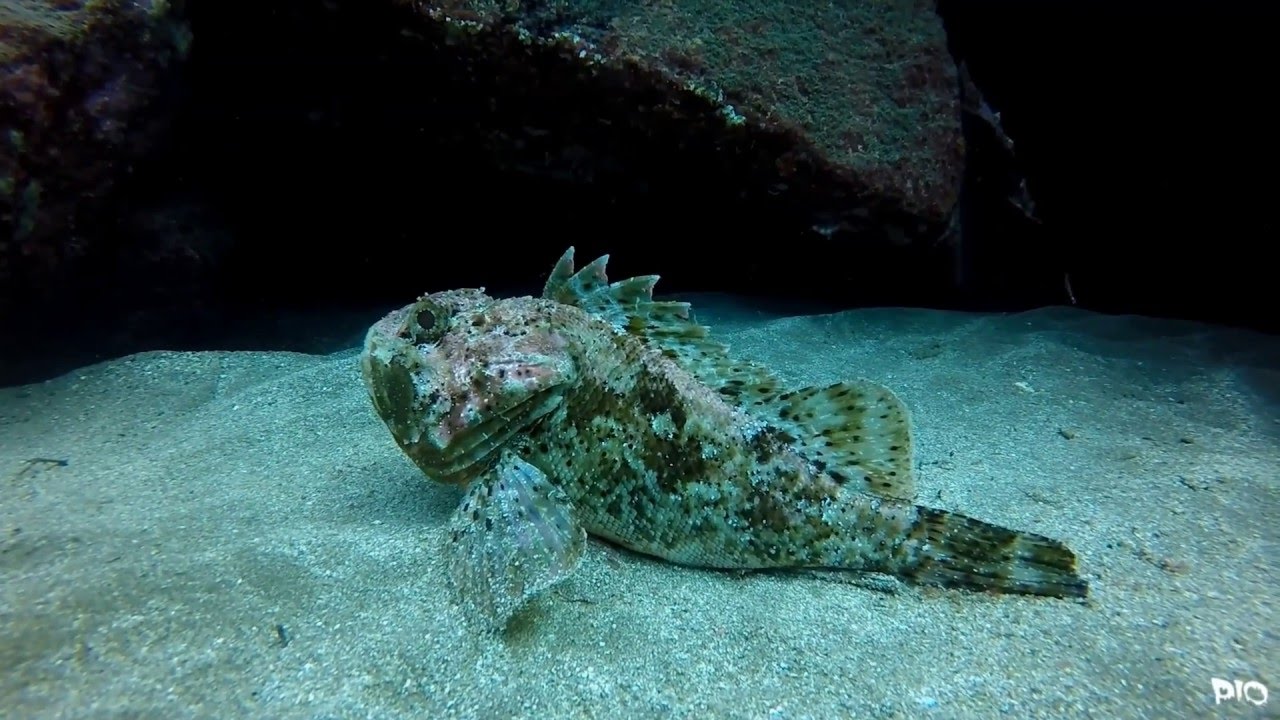 Sardina del norte - Buceo Gran canaria - Tributo a sardina 5/11 center for reproductive rights