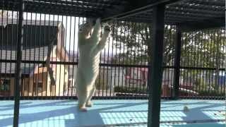 スポットガイドのアイラ~おびひろ動物園 ホッキョクグマ