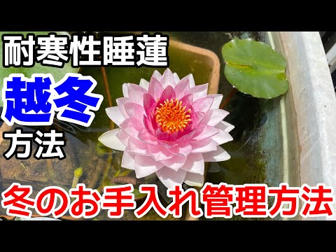 Must-see for beginners] How to overwinter cold-resistant water