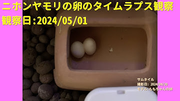 【For Work】 RPi-Cam-Web-Interfaceを用いたニホンヤモリの卵のTimelapse観察 2024年05月01日
