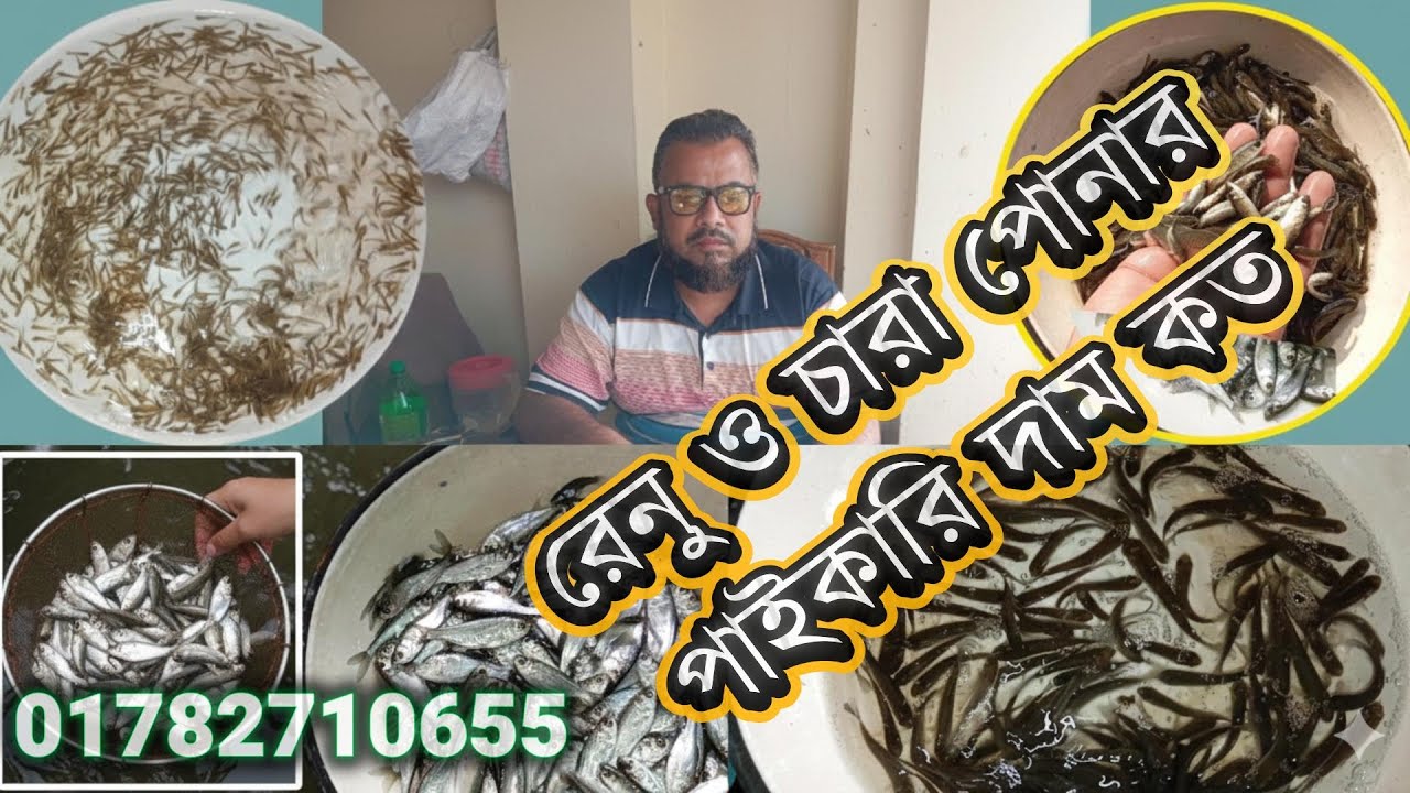 চাঁচড়া ফিস সেন্টার থেকে যেনে নিন রেনু ও চারা পোনার পাইকারি দাম কত