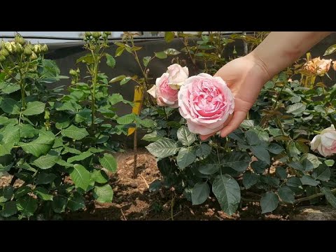给切花月季拆网套了，没想到偶遇一位美女。