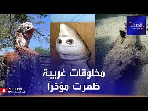 حيوانات غريبة اكتشفت مؤخرا وأثارت دهشة العالم 