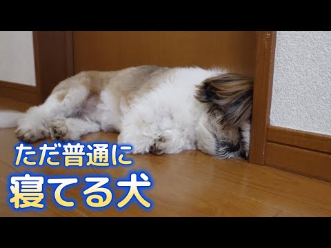 【寝る前に見る動画】リビングで普通に寝てるだけの犬の動画です。一緒に寝てるかもしれませんけど。【シーズーVlog】