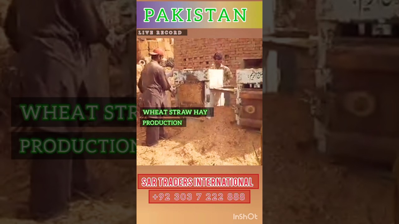 Bundling Wheat Straw And Hay For Exports - A High-quality Process 