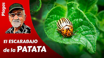 ¿Cómo curar el escarabajo de la patata?