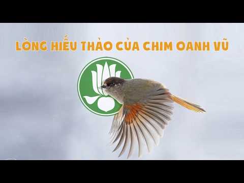 Video Số thứ 6: Câu chuyện tiền thân của ĐỨC PHẬT - LÒNG... - YouTube