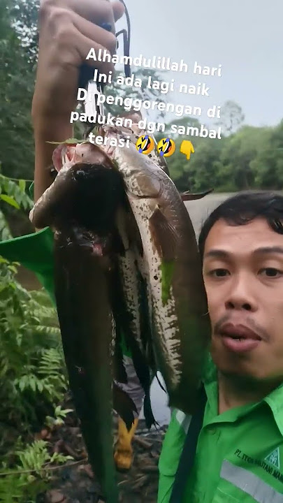 ikan goreng gabus vc sambal terasi apa cocok 🤣👇