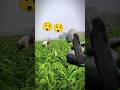 King cobra 🐍😲😲✅#viral #shorts #shortvideo