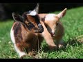 One Day Old Goat Kids On First Adventure