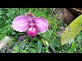 Phragmipedium kovachii at Alto Mayo Protected Forest (natural protected area)