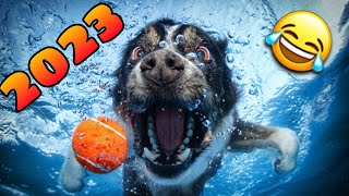 🤣 the Best Funny Animals of 2023 😹🐶 Funny Dogs and Cats Videos [NEW] by Videos de Animales Graciosos 134,234 views 7 months ago 10 minutes, 25 seconds