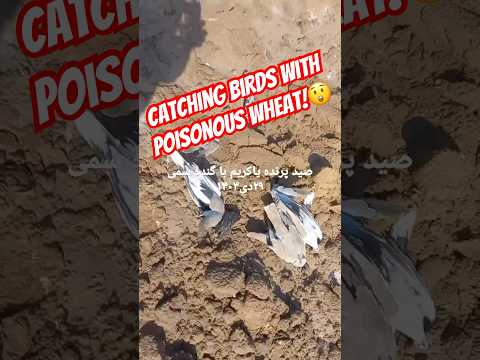 گندم آغشته به سم برای یاکریم ها می ریزند تا زمینگیر شده و صید کنندوبفروشند تا نخریم قتل عام نمیکنند