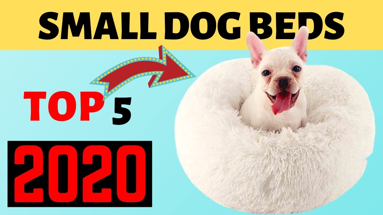 Top 5 Best Dog Beds For Small Dogs in 2020 Honest Small Dog Beds Review. YouTube