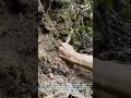 How to Harvest Asparagus FAST 🌱