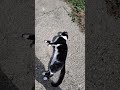 No one asked for it but heres more of my cat #tuxedocat