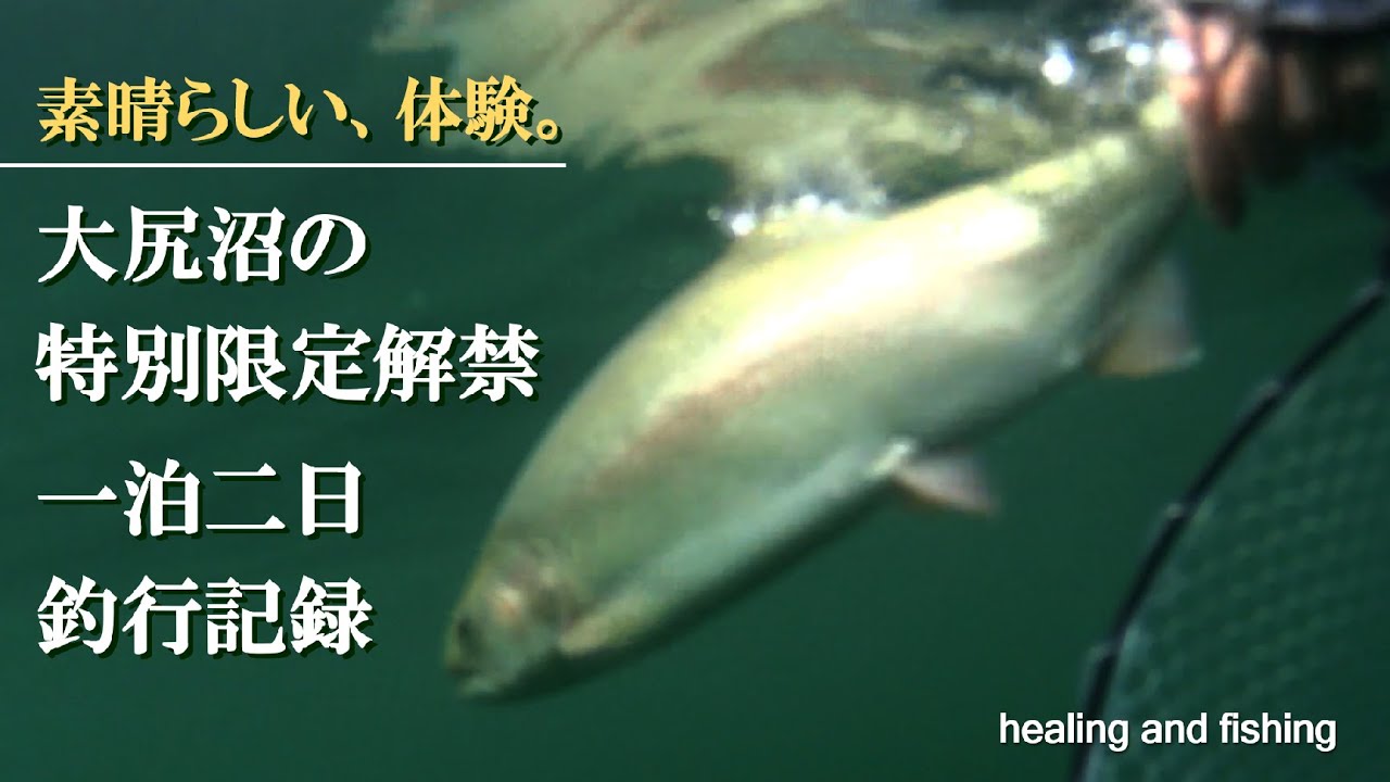 大尻沼-特別限定解禁2025 & 丸沼、一泊二日フライフイッシング釣行。#トラウトフィッシング #フライフィッシング #fishing #マス釣り #釣り