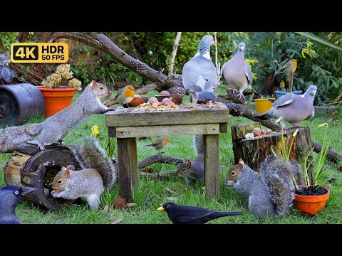 [NO ADS] Cat TV for Cats to Watch 😸 Birds & Squirrels in a Garden 🕊️🐿️ Bird Videos & Cat Games