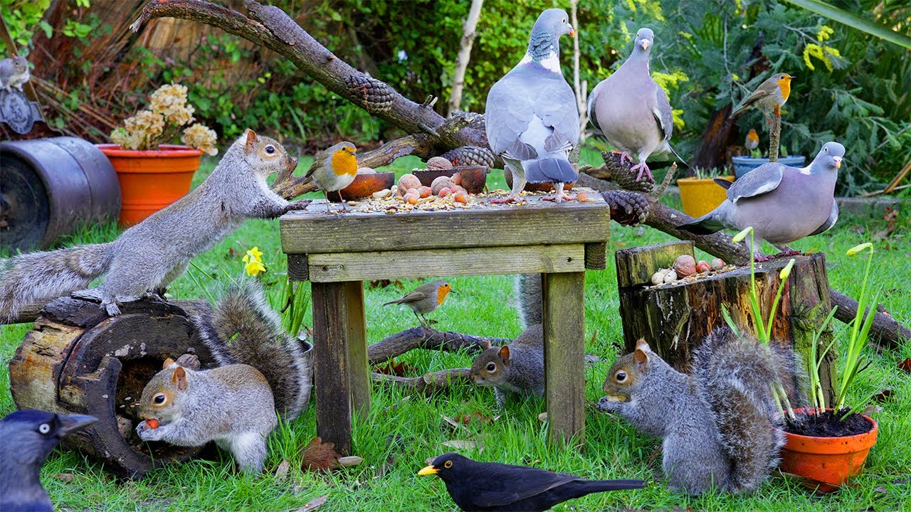 Кино Для кошек и собак 😸 Птицы и белки в саду 🕊️🐿️ птички для кошек