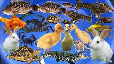 Con cá thật cá rô, con cua, con cá diếc, cá vàng, đồ chơi con tôm, bạch tuộc, con vịt, con rùa #20