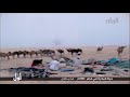 صاحبي راح مع شاربين الكار 