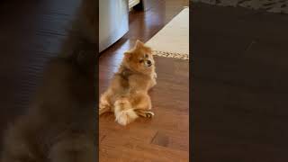 IMG 3488
